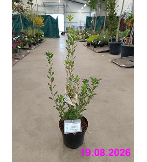 Enkianthus camp. 'Prettycoat' C 2,5 L